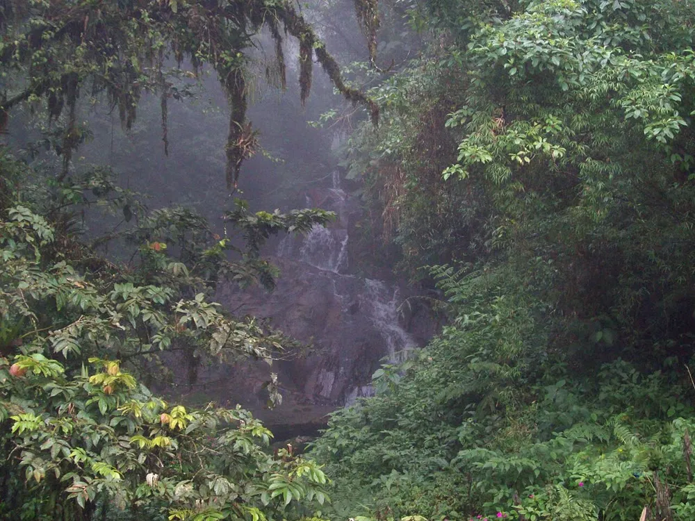 Mata Atlântica com névoa e uma cachoeira ao fundo